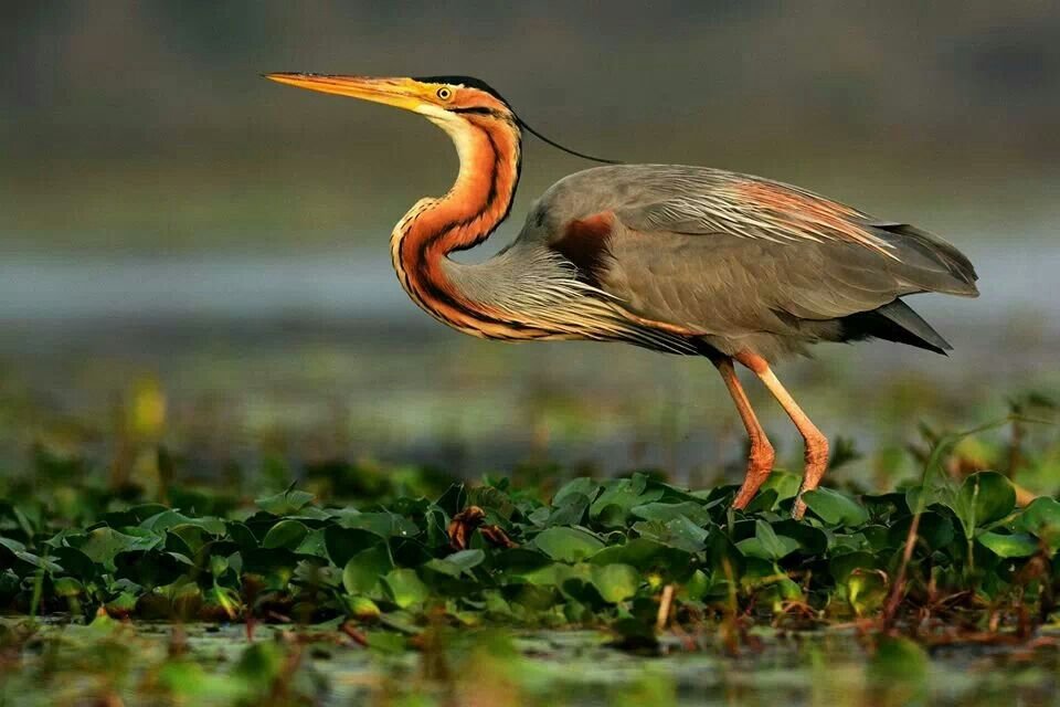 Purple Heron